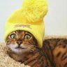 Zlatimir's profile picture