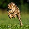 ( ا لـ فـ ـهــ ــد )'s profile picture