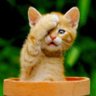 SheShe's profile picture