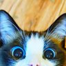 vs-cat 的头像