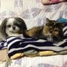 Toshi爺 & Sachi 婆 💕poke🐶&よりめ😻💕's profile picture
