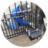 Bay Area Lions Gate's profile picture