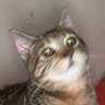 ricotheCAT's profile picture