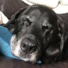 Black_Lab🇬🇧's profile picture