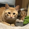 猫の庭先's profile picture