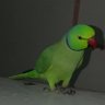 Hadikhan profil fotoğrafı
