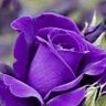 Фото профиля June