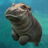 hippos kill for fun 的头像