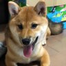シロフクロウ🦉🌳 profil fotoğrafı