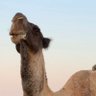 Profilbild von برق نجد ⚡️🐪