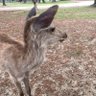 みよみよ 的头像