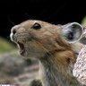 Mousewrangler profil fotoğrafı