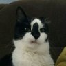$LIZ Meowcat 的头像