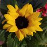 Profilbild von Mengard 🌻