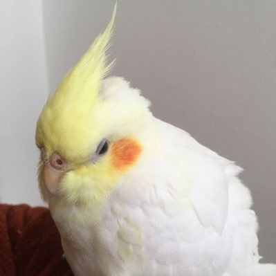 arusukun3's profile picture