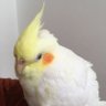 アルス🐤鳥軍団 メイン垢 的头像