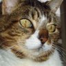 MellowCat's profile picture
