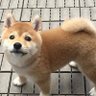 タピット(別名 ラ·マヒストラル) profil fotoğrafı