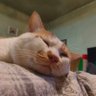 海胆桑 profil fotoğrafı