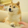Фото профиля Shiba Inu