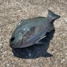 Фото профиля アジ🐟
