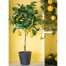 Devin Nunes's Lemon Tree 的头像