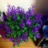 紫陽花 profil fotoğrafı
