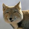 Vulpes ferrilata's profile picture