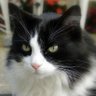 Charbonnette profil fotoğrafı