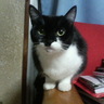 ねこみーっつ☆彡's profile picture