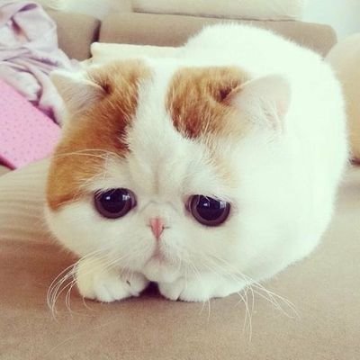 harumogumogu41's profile picture