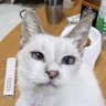 よちむね profil fotoğrafı