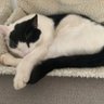 Profilbild von catlady_with_opinions