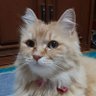 マルサン's profile picture