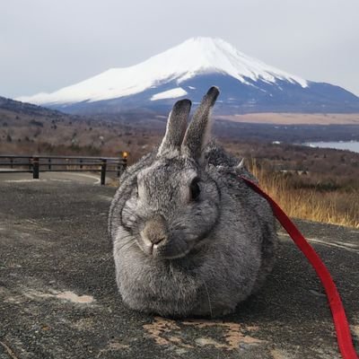 usanponashii2's profile picture