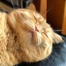 保守ねこ profil fotoğrafı