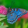 Profilbild von Papillon