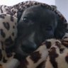 Iván's profile picture