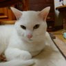 Profilbild von ふーにゃん