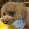 curiousakko's profile picture