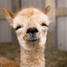Karen smith's profile picture