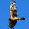 Genus Circus profil fotoğrafı