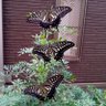 Фото профиля のんの