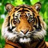 Profilbild von Savethetigers