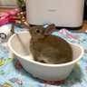 Фото профиля うさぎの梅と杏🐰🐇