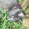 ConverseCat's profile picture