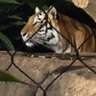 TIGEᖇ🐯ᒪᗩᗪY TEXAS 🇺🇸🇺🇸🇺🇸She/Woman/Tiger🐯Fan profil fotoğrafı