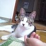 Profilbild von はなくそ(猫の名前)ぐっさん(中の人)
