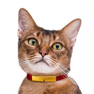 Catlog_RABO's profile picture
