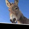 Profilbild von khalif mursal